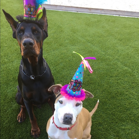 Meet your Posher, Tegan - Picture 6 of 13